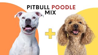 All About the Pitbull Poodle Mix