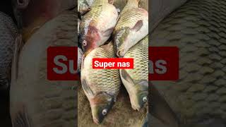 Super Nas Fish Short Video