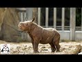 Baby Rhino Practicing Charging and Playing Compilation