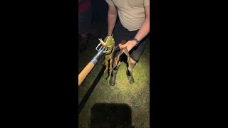Wisconsin Frog Gigging