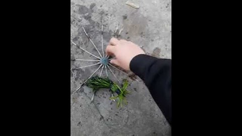 Lưỡi chùm câu cá nâu,