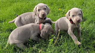 Our Weimaraner puppies walk on grass for the first time!