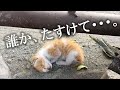 もう駄目ね、可哀想・・・。散歩中、道路脇で衰弱し動けなかった子猫を発見した夫婦。【猫にまつわる感動話】 #子猫 #保護猫 #感動 #感動する話 #家族 #animals #cat #catvideos