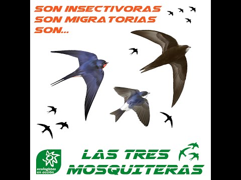 Las tres mosquiteras 01