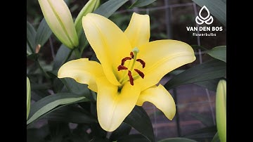 Hoa thức và phân tích hoa ly, hoa dâm bụt