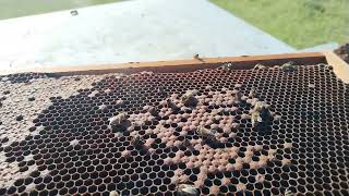 Fabrika varoe kreće.. #bees #pčele