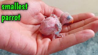 Smallest parrot cute baby