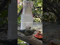Sanhaço-Verde Cantando Alto no Quintal 🐦