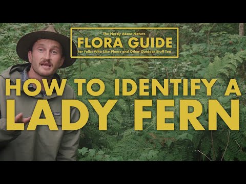 วีดีโอ: Lady Fern Plants - เรียนรู้วิธีปลูก Lady Fern
