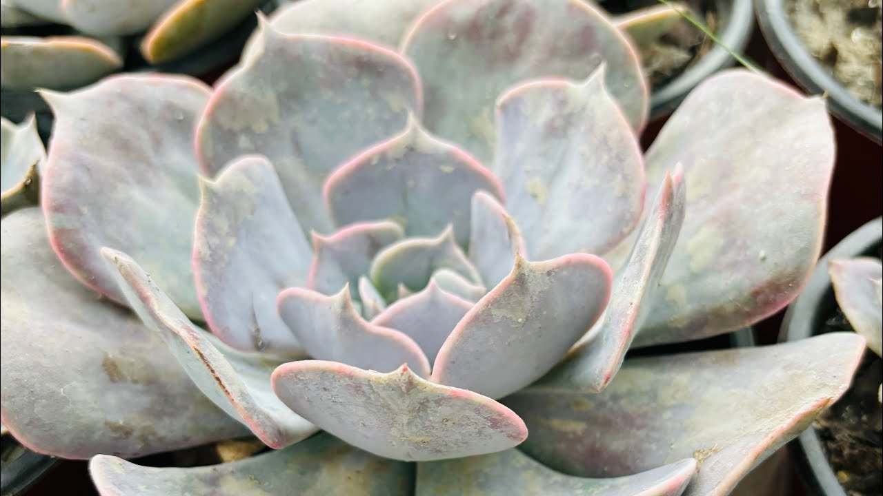 Tips to grow succulents for beginners. - YouTube