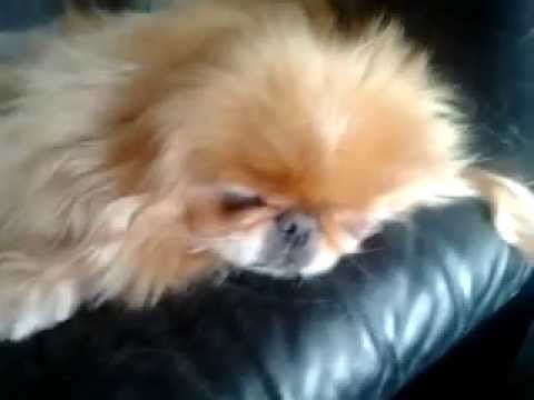 Video: Hoe Om 'n Pekingese Hond Te Noem