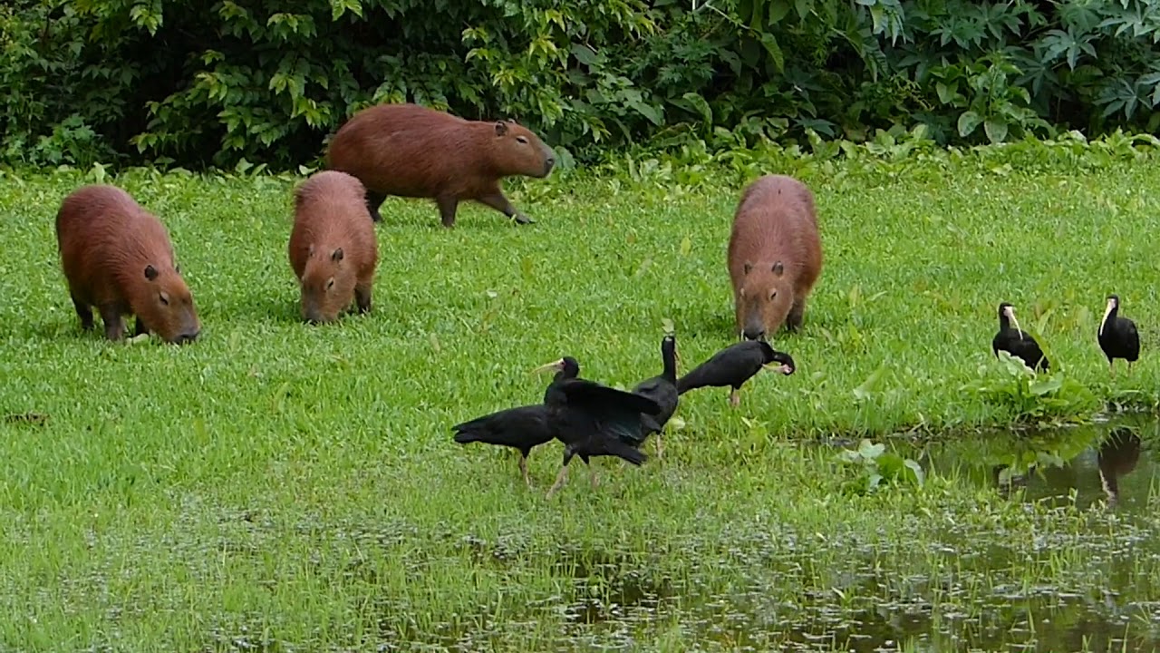 Capivaras, Curiosidades, Documentários Animais