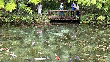 Ngắm cá Koi ở Nhật