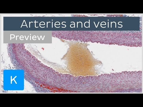 Histology of arteries, veins and capillaries (preview) - Microscopic Anatomy | Kenhub