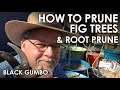 How to Prune Fig Trees & Root Prune || Black Gumbo