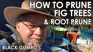 How to Prune Fig Trees & Root Prune || Black Gumbo