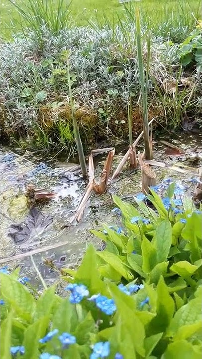 Bienen trinken am Gartenteich Natur draußen Ruhe Erholung YouTube