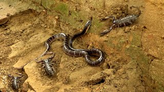 जब दिखा एक साथ भारत के 2 जहरीले जीव कैसे रेस्क्यू किया गया। Common Krait Snake Vs Black Scorpion