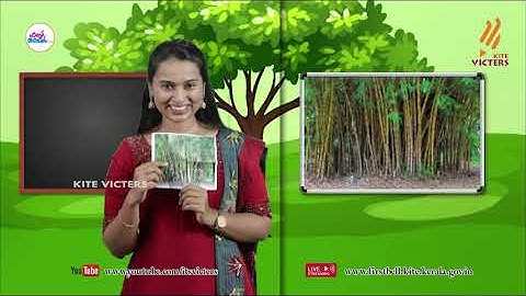 First Bell 2.0 STD 04 Environmental Studies  Class 09