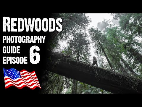 Video: Jedediah Smith Redwoods State Park: Panduan Lengkap