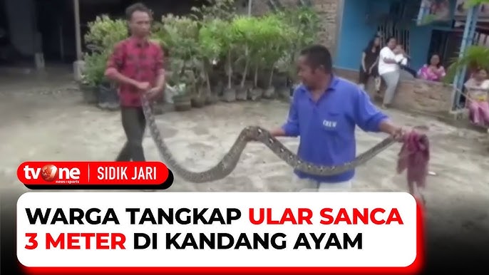 Braziliya karnavalidagi mushuk Bir dostimning onasi porno video