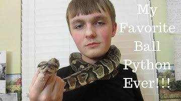 My Favorite Ball Python + Reptile Ambassador Ever!!! - Benjamin
