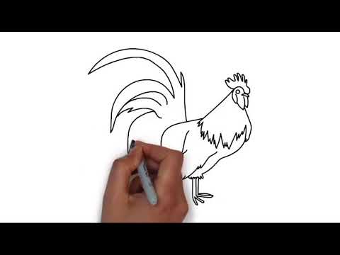 How to Draw a Cock  Step by Step Easy  Drawing  tutorial 