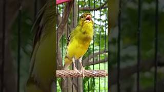 Download Lagu Kenari gacor dorr #kenarigacor #pancingankenari #masteranburung #canarios #canary #canario #birds MP3 Download Lagu Kenari gacor dorr #kenarigacor #pancingankenari #masteranburung #canarios #canary #canario #birds MP3