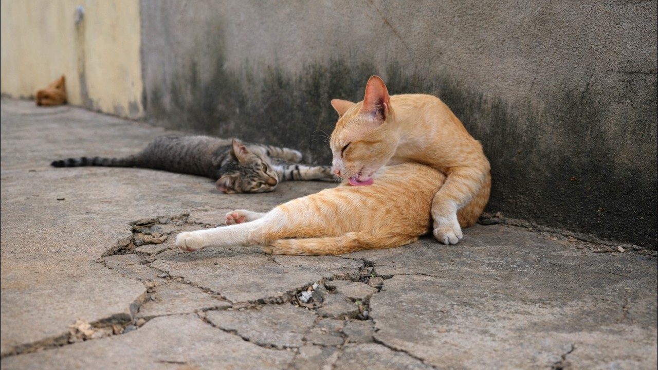 Lazy Cat Day 😺 | Cute & Relaxing Animal Video