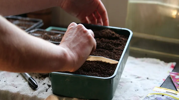 How to sow summer seeds with Alys Fowler