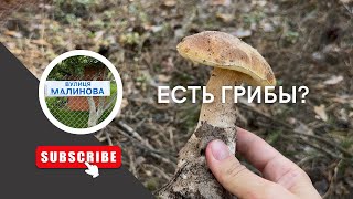 картинка: ГРИБЫ/ в лес на разведку