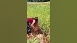 Cewek cantik ngarit disawah