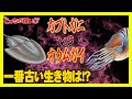 【どっちが強い】一番古い生き物は何？シーラカンスよりも遥か昔から存在したのはオウムガイ!?【漫画】