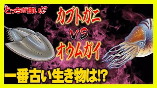 【どっちが強い】一番古い生き物は何？シーラカンスよりも遥か昔から存在したのはオウムガイ!?【漫画】