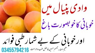 A beautiful garden of Apricot in wadi punyal and medical benefits of Apricot