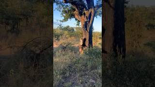 Hyena Almost Grabs Leopards Meal