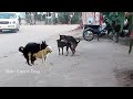 Fantastic!! Rural Dogs and Street Dogs Meeting and Try to Sweet in the Morning