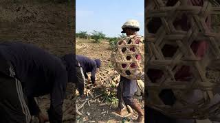 The Most Satisfying Cassava Harvest Sounds #asmr #shorts #satisfying #farming