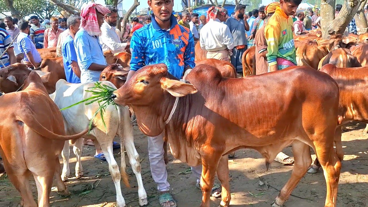 ২৬ ফেব্রুয়ারি 2026| দাম কমেছে শাহীওয়াল জাতের ষাঁড় বাছুর গরুর | রানীগঞ্জ হাট | দিনাজপুর 