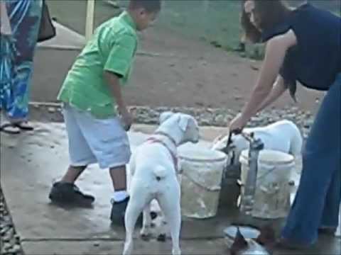 ADOPTED!!- Tellie the adoring white Boxer