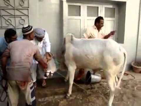 فيديو يقتل باالضحك هروب ثور من تحت السكين أثناء الذبح هههههه