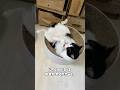 お留守番をしてくれる猫の気持ち #猫 #保護猫 #cat