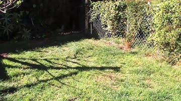 How to Fertilize Your Lawn and Prevent Weeds Organically