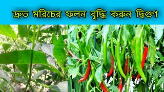 $মরিচ গাছের 5G কাটিং?মরিচের ফলন হবে দ্বিগুণ মাত্র ২ টি পরিচর্যায়®ফলন বাড়ানোর উপায় জানুন|কৃষি সহায়ক|