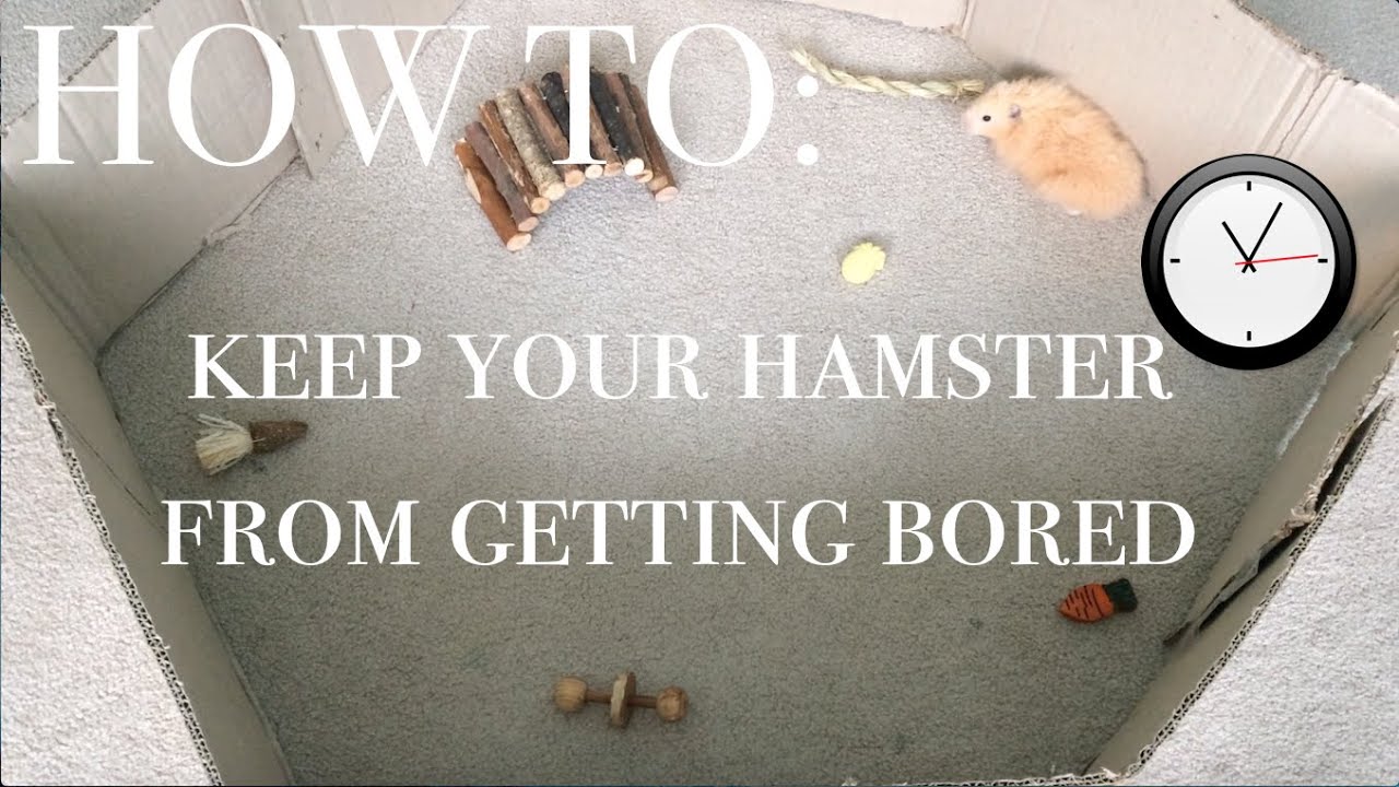 How To Keep Your Hamster From Getting Bored YouTube