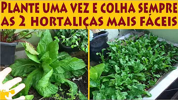 Como cuidar do pé de espinafre?