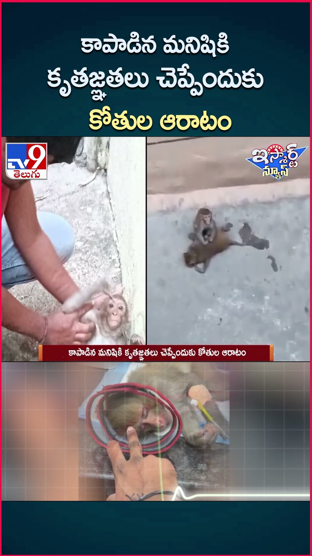 iSmart News : కాపాడిన మనిషికి కృతజ్ఞతలు చెప్పేందుకు కోతుల ఆరాటం - TV9