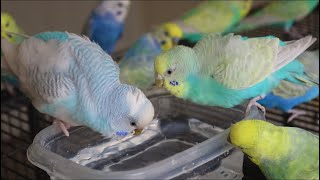 Splish Slash Budgies Taking A Bath by Budgie Breeder1 2,424 views 1 year ago 2 minutes, 51 seconds