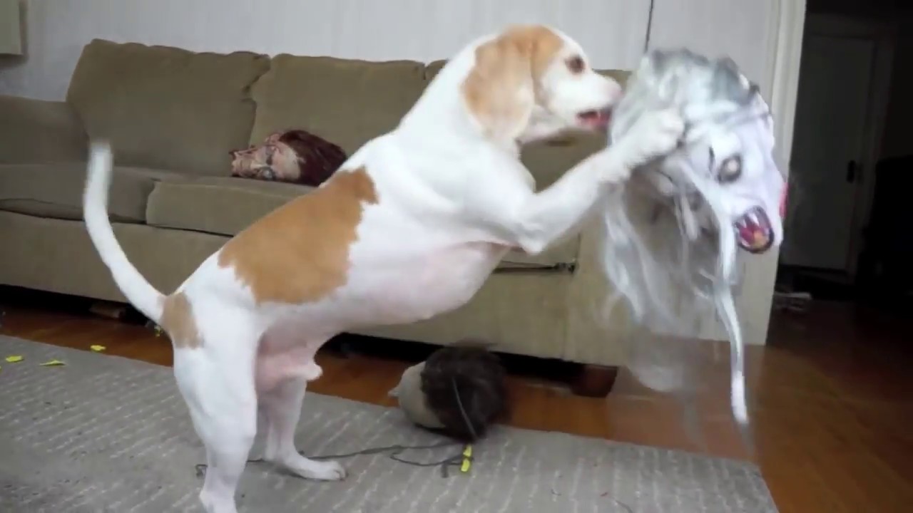 Dog vs. Severed Heads: Funny Dog Maymo