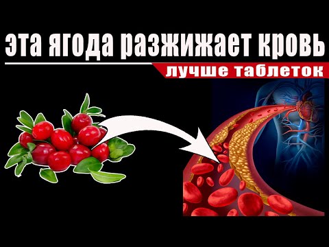 Клюква Уникальный лекарь, полезные свойства клюквы